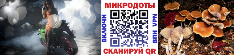 сколько стоит Ростов-на-Дону Галлюциногенные грибы Psilocybe